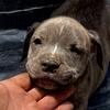 PIT BULL PUPPIES EVANSVILLE INDIANA 