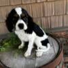 Cavaleir King Charles male puppies for sale