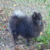 Beautiful Blue Pomeranian male