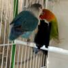 List of birds.from lovebirds to macaws