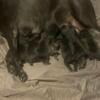 Cane corso puppies for a great home