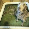 Silver Labrador Retrievers