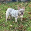 French Bulldog puppy $1000 pet home