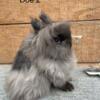 Lionhead rabbits tort Jrs