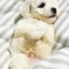 8 week Bichon Toy Poodles