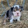 Stunning black Merle Tri English Bulldog girl