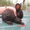 New Zealand Rabbits/Flemish Giants Mix