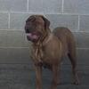 Dogue De Bordeaux Puppies