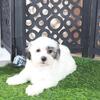 Captain Jack Daring Male Teddy Bear Puppy