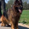 LONG COAT GERMAN SHEPHERDS MALES & FEMALES