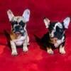 French bulldog puppies