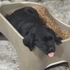 AKC Registered - Black Lab Pups, ready now