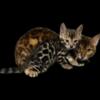 Bengal kittens TICA registered, champion lines