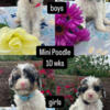 Mini Poodle siblings ready