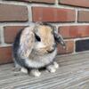 Harlequin Holland Lop Junior Doe