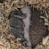 Baby hedgehogs ready a couple days before Christmas very sweet handled daily 