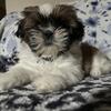 Shih tzu puppies coming soon 