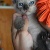 Siamese Kittens