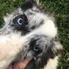 For sale ABCA reg. adult border collie dogs