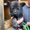 AKC Full Registration Working Line German Shepherd Puppies