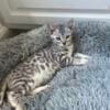 Veterinarian Bred Health Tested TICA Bengal Kittens