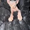 Two female Sphynx kittens