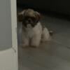 7 month old male Shih Tzu