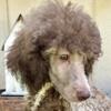 AKC Female Moyen Poodle Puppy (Small Standard)