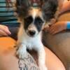 Adorable AKC Papillon Male puppy!