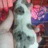 1 male chihuahua puppy female now pending