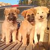 German Shepherd Great Pyrenees cross pups