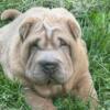 Chinese Sharpei pups