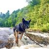 AKC German Shepherd Stud only!