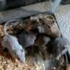 Baby Gerbils Pearl,normal,black,blue,blue mottled,black mottled 6.00 each