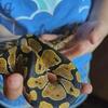 Female ball python with large enclosure