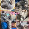 Purebred Maine coons