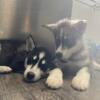 Adorable Huskies Ready for Their Forever Homes  Don't Miss Out!