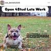Nano Bully open for Studding Michigan