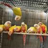 Sun Cheek Mutation Conures   