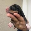Mini Dachshund male