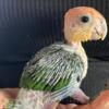 Baby bird white bellied caique