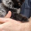 Kittens Chantilly Tiffany Maincoons 