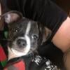 Male 3 months old rat terrier chihuahua mix he’s a ratcha he’s super sweet and loving