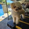 Male Poodle 2 year old. $350. CREAM COLOR..