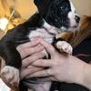 American Bulldog Puppies - Need Sold ASAP