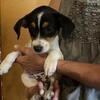 Rat Terrier Mix