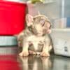 French bulldog male new shade Isabella