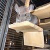 Chinchilla rescues ready for a new home