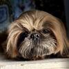 Red Shih Tzu female 
