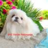 Pekingese Puppy Sales Near Me